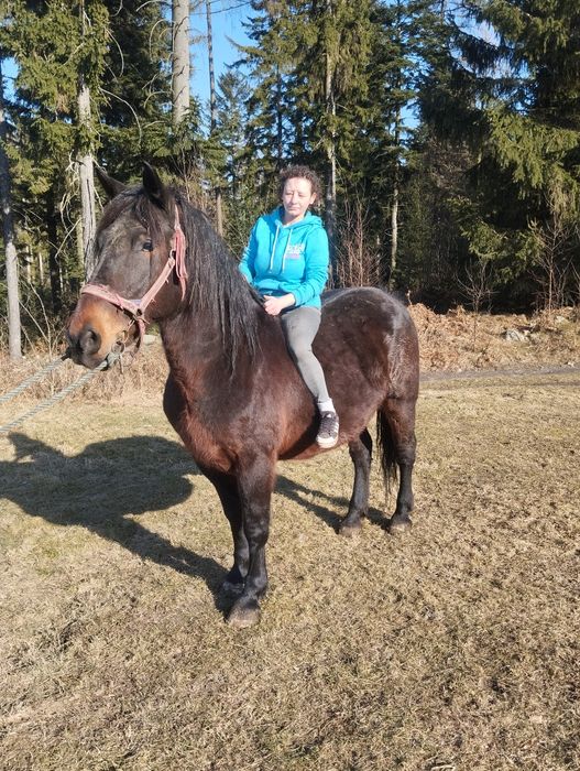 Sprzedam  slaska klacz