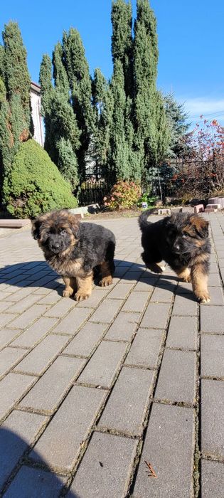 Szczeniak owczarka niemieckiego