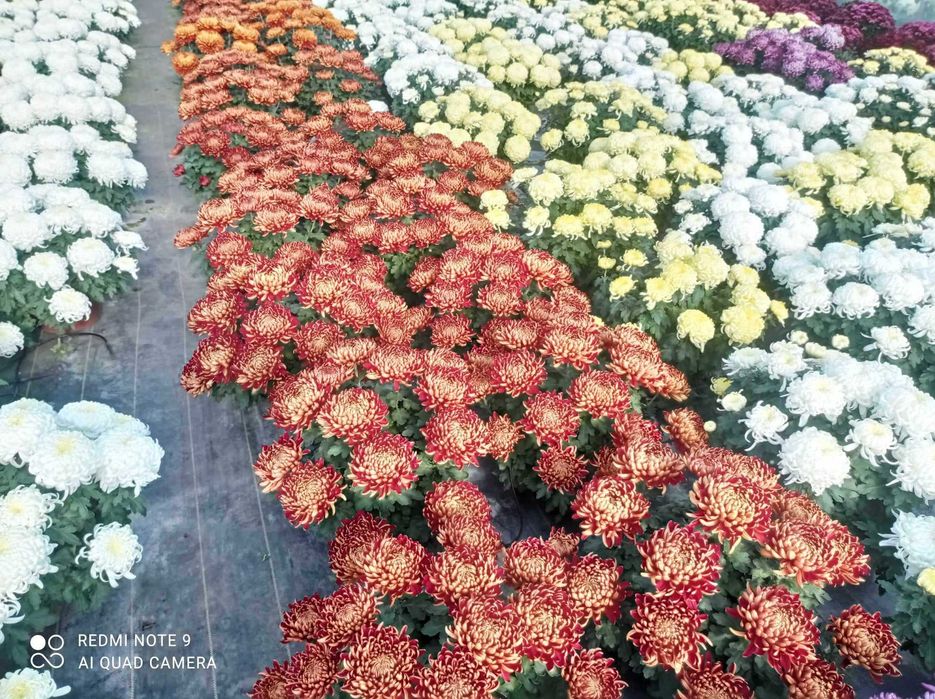 Chryzantemy drobnokwiatowe, wielkokwiatowe, jedno i 3 kolorowe