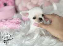 Krotkowlosy sliczny chlopczyk chihuahua