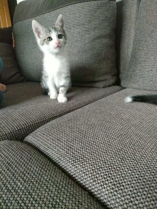 Oddam kocięta w dobre ręce