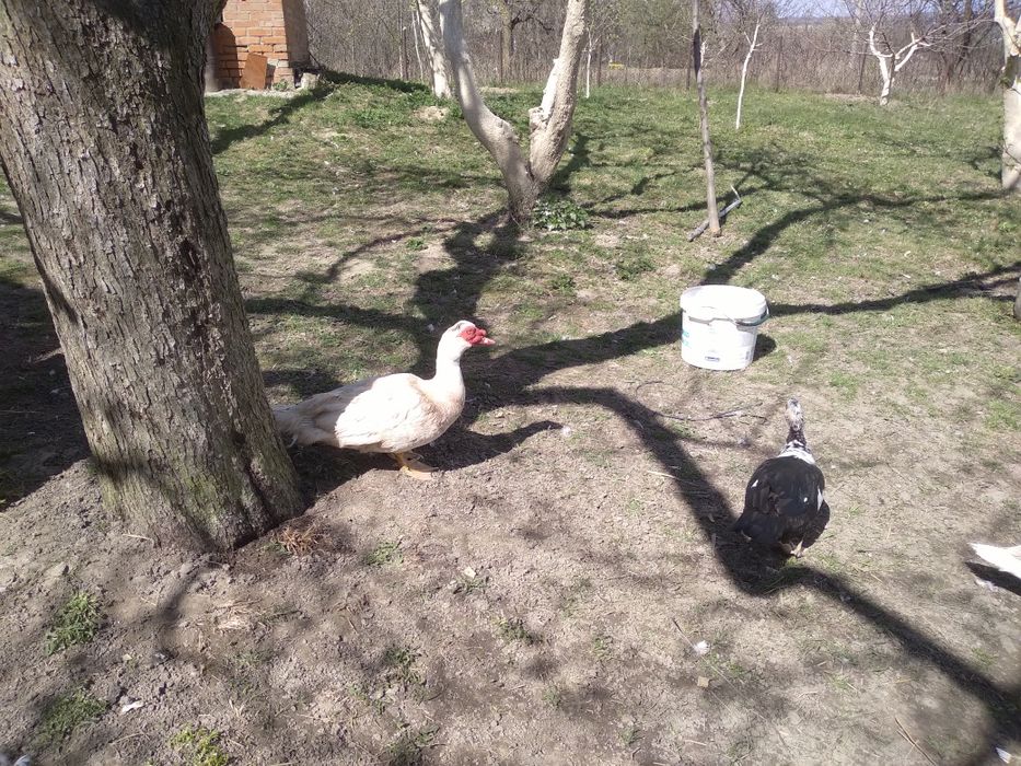 Продам мускусні качки та каченята