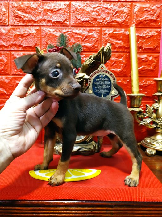 ПитомникКСУ! Отличное соотношение"цена-качество"! Мальчик 2 мес.20дней