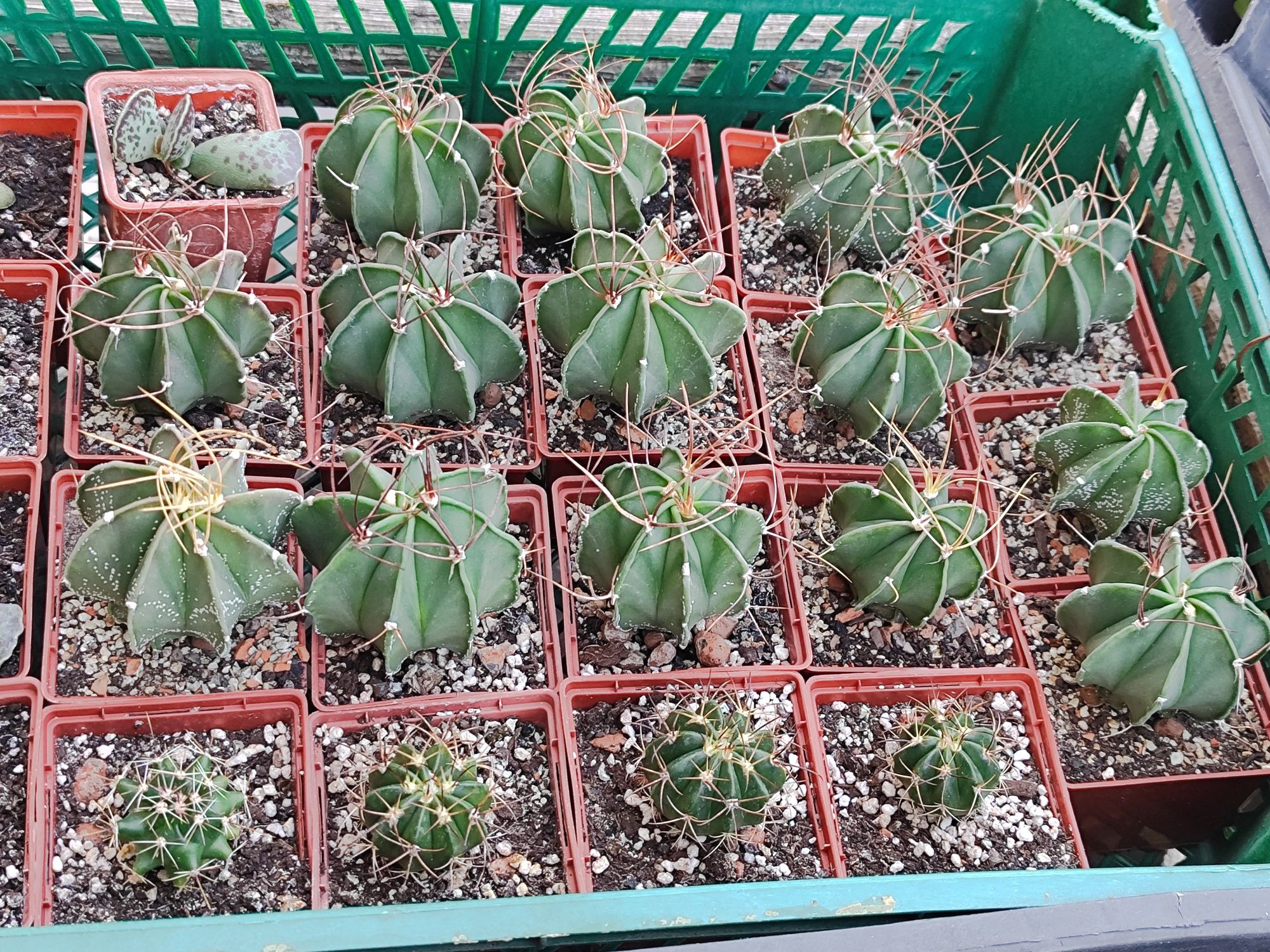 65гр. Astrophytum, Melocactus.