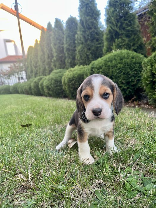 Piękny Szczeniak Beagle Tricolor