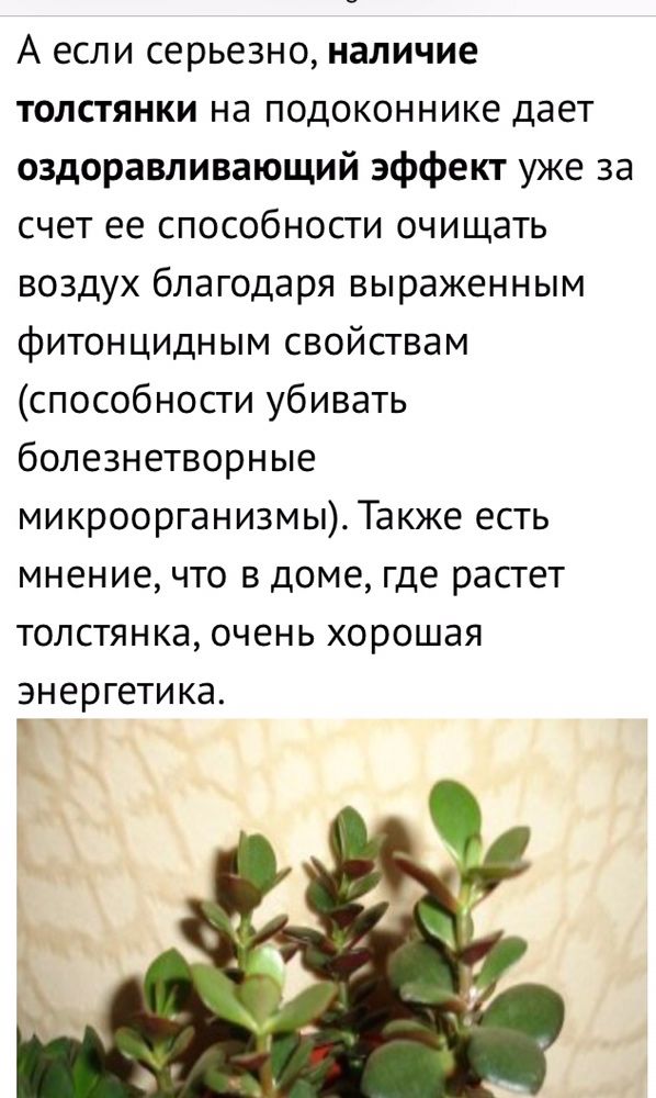 Денежное дерево/Крассула/Толстянка 350 гривен