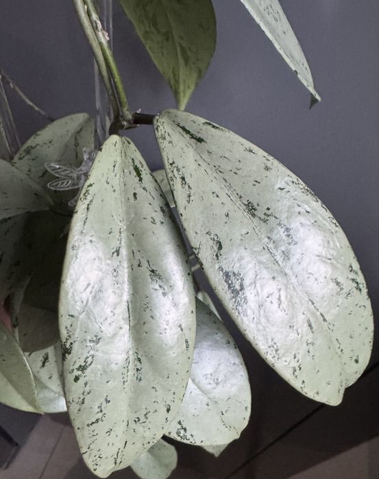 Hoya Publicalyx Pink Silver Ghost- cięta
