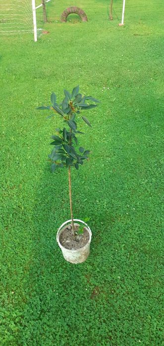 Krzewuszka, Dereń, Tawuła, Bez, Forsycja, Trzmielina, Tamaryszek,