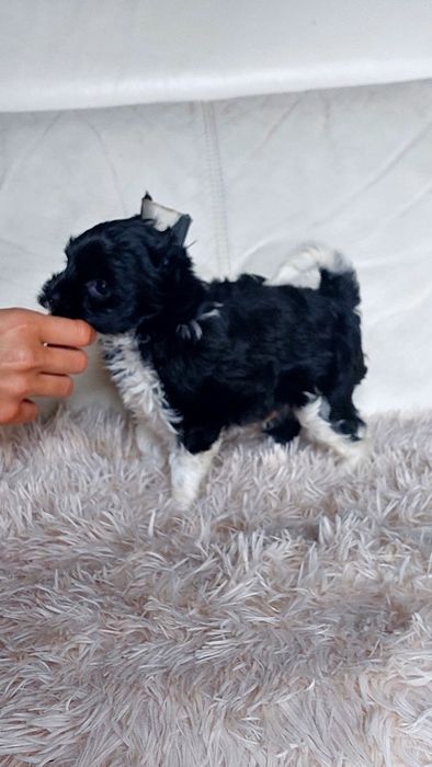 Ostatni Śliczny Yorkshire Terrier