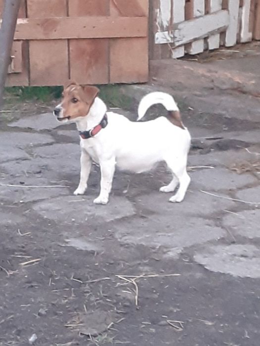 Jack Russell terrier z metryką i czipem