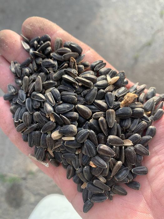 Насіння соняшнику 370 грн/10 кг