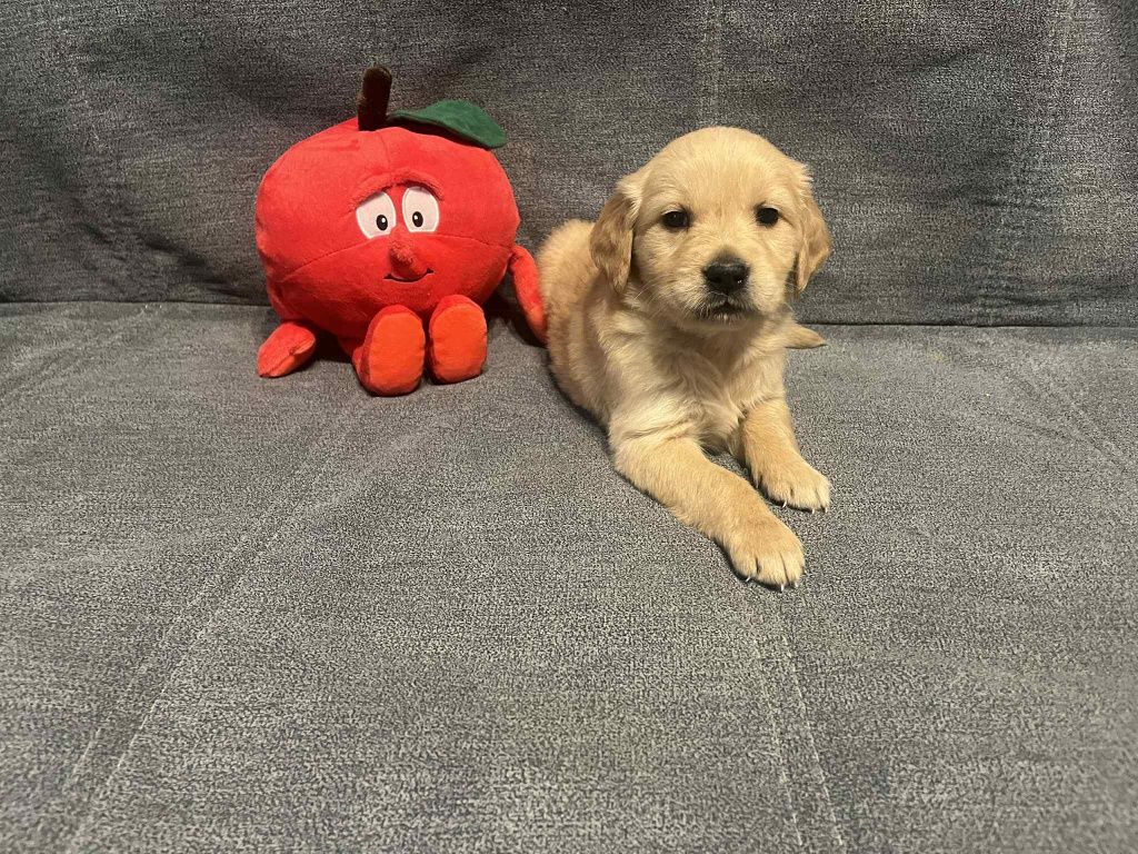 Już do odbioru. Eliot piesek Golden Retriever.