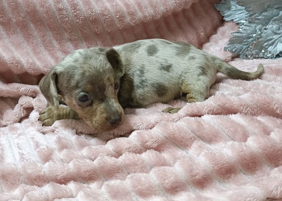 Teckel mini macho arlequim Isabella