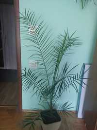 Фінікова пальма 1.7см