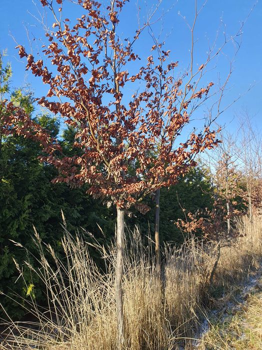 BUK POSPOLITY Fagus sylvatica H400cm ob. 16-20cm kopany Maszyną