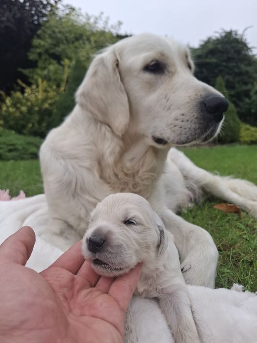 Golden Retriever Piesek