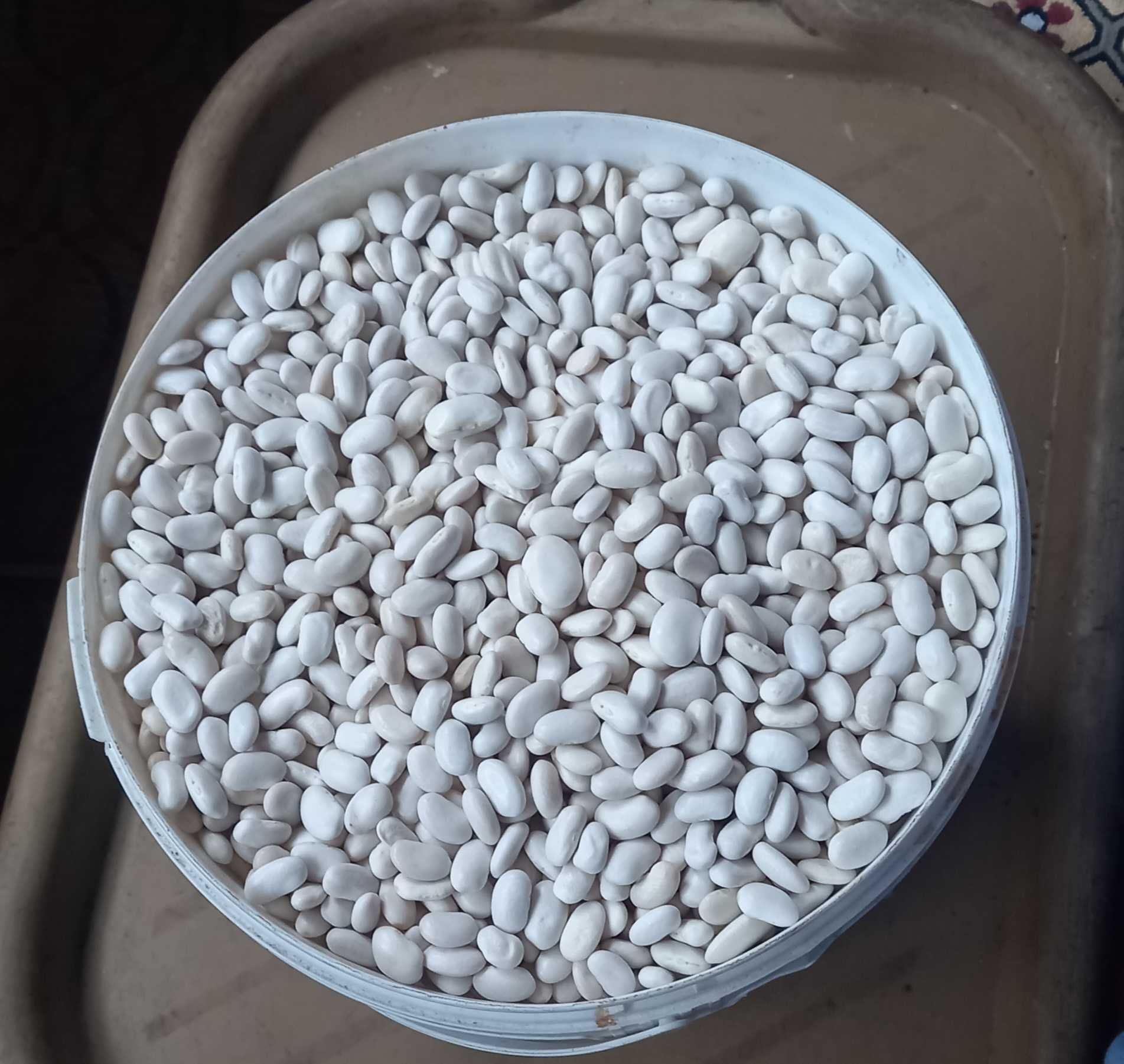 Продам квасолю домашню