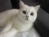 Kot brytyjski biały niebieskie oczy rodowód