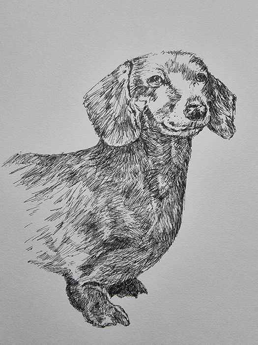 Jamnik w tuszu grafika 3 sztuki jamnik miniaturowy