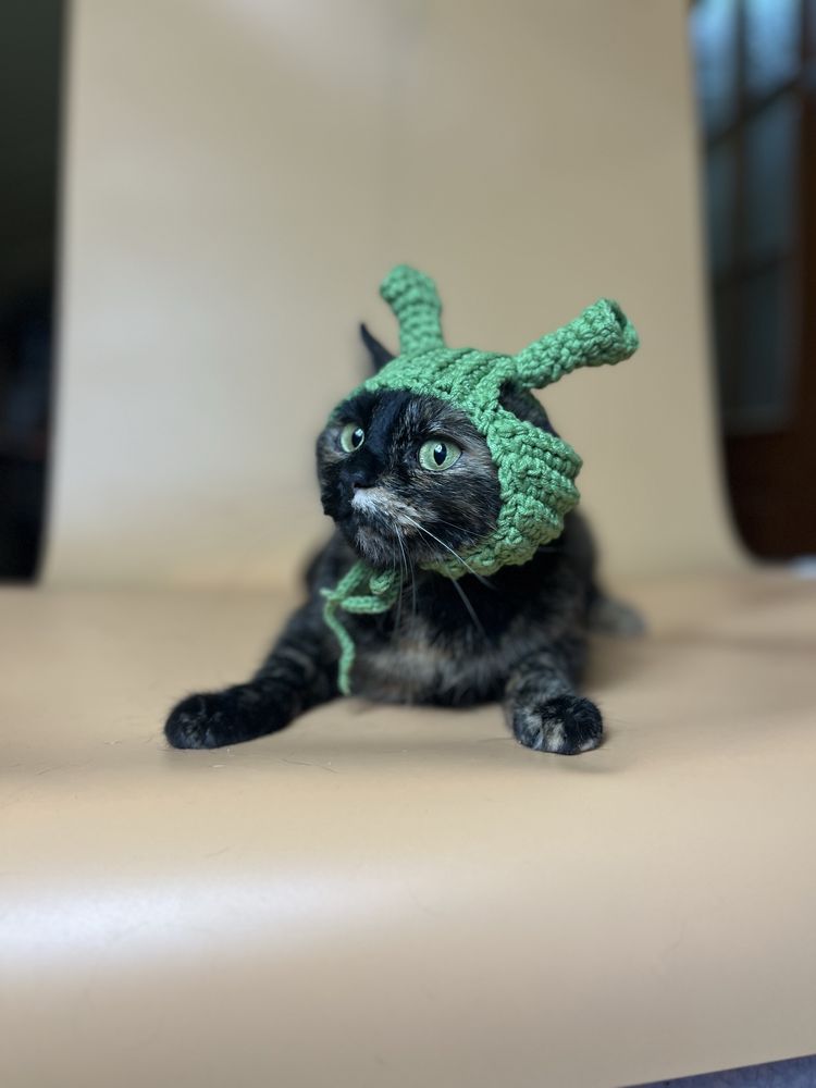 Киця, кошка, котики, кіт, кот, кішка, коти з притулку, київ/киев