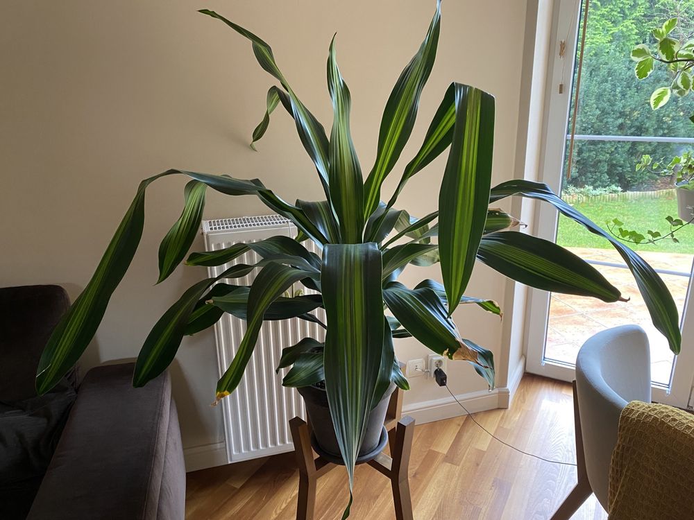 Przepiękna dracena w glinianej donicy