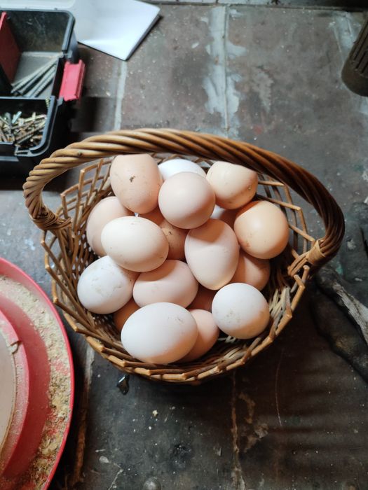 Jajka swojskie z wolnego wybiegu