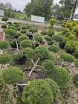 Sosna kosodrzewina Bonsai, Niwaki