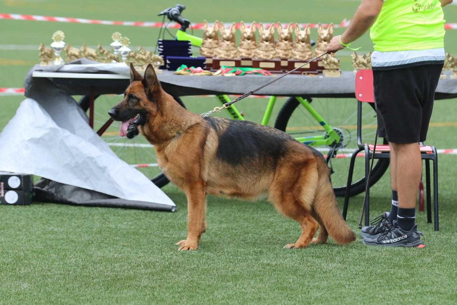 Cachorro Pastor Alemão