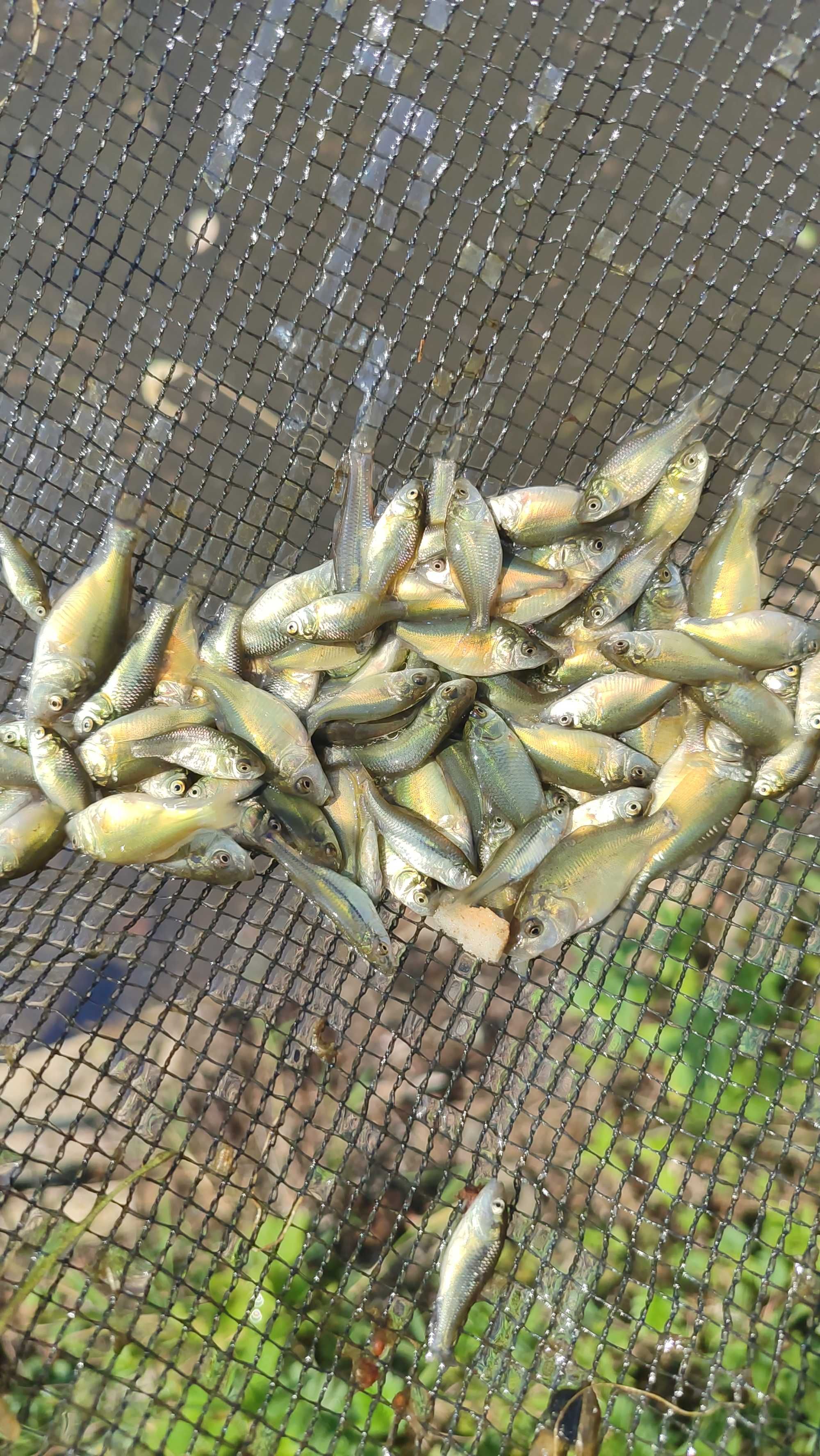 Karp lipcówkaaaa