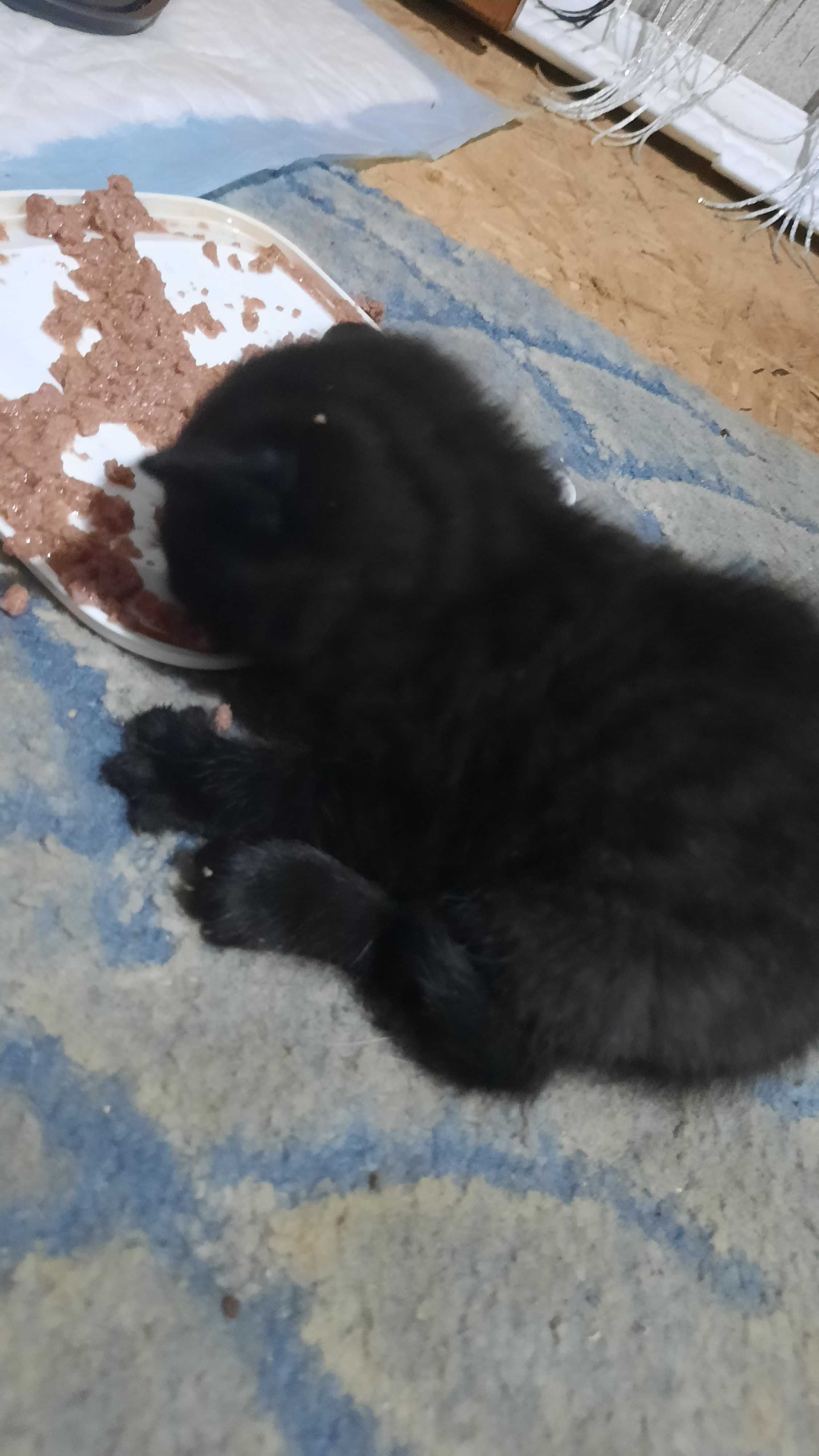 Віддам в добрі руки кошенят