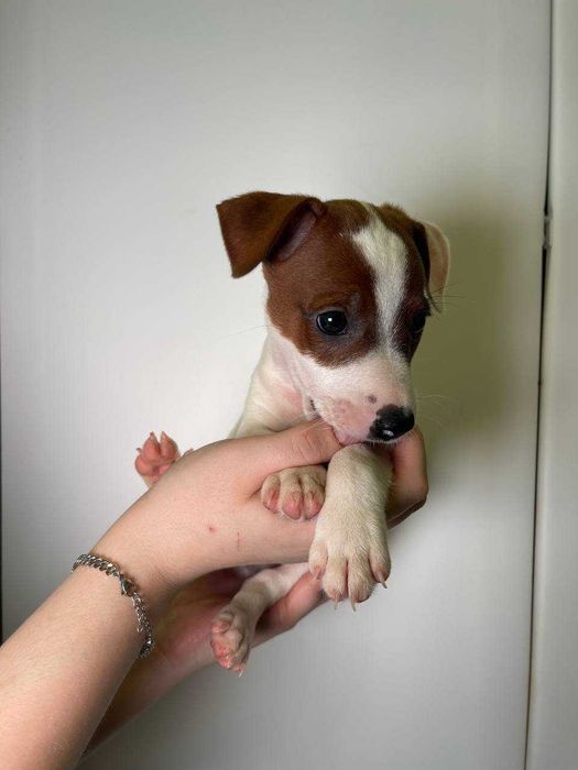 Цуценята Джек Рассел, собачка Джек, веселі цуценята