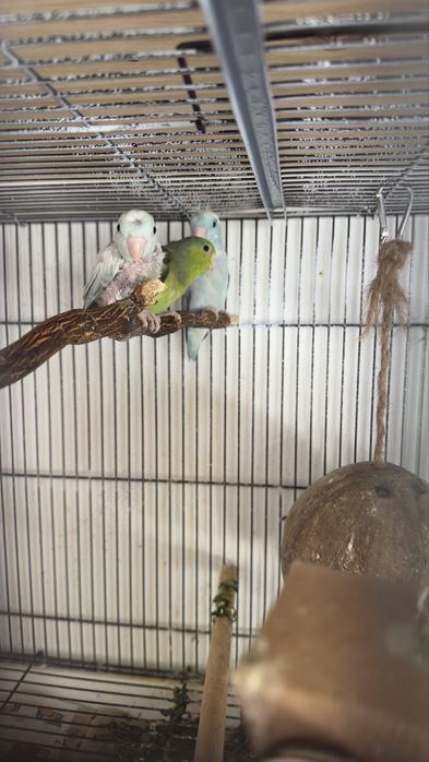 Vendo o meu plantel de aves