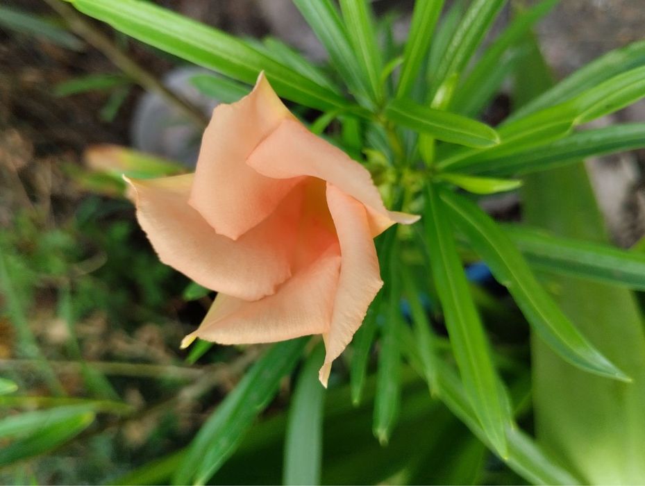 Теветія жовтого і персикового кольору