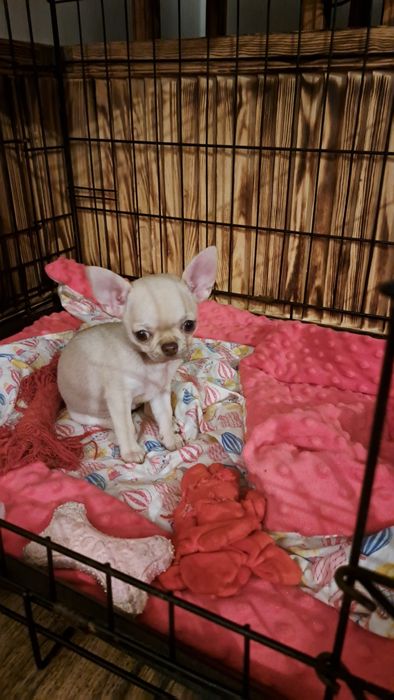 Urocza suczka Chihuahua – miniaturowa, śliczna i towarzyska