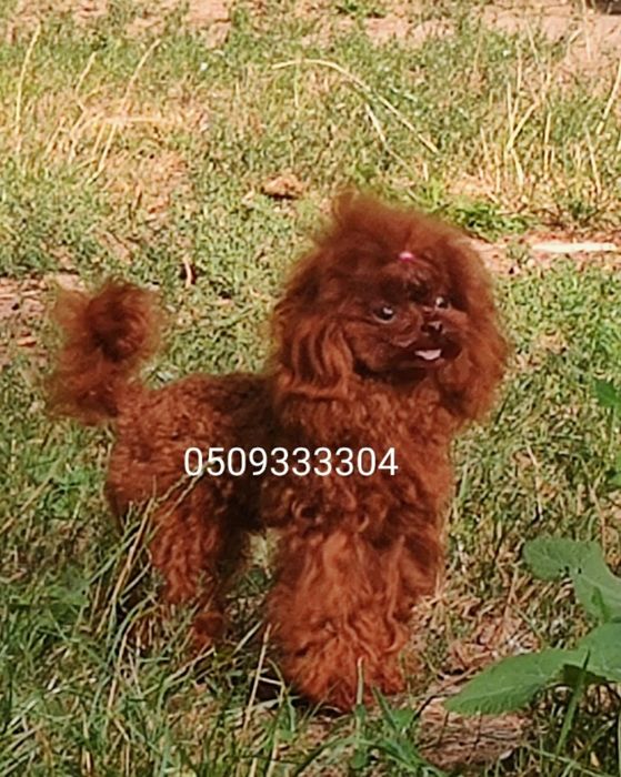 ‼️ВЯЗКА ‼️ есть щенки на продажу