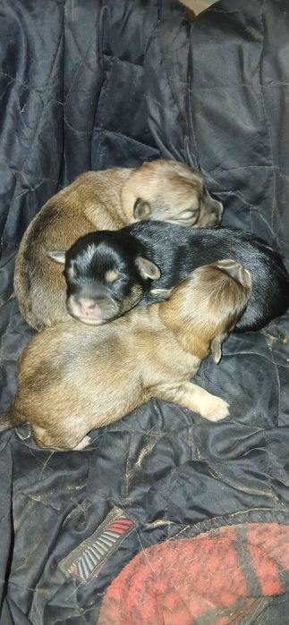 Карликові цуценята. НЕ ЧИСТОПОРОДНІ!!!