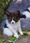 Papillon Spaniel Kontynentalny Miniaturowy