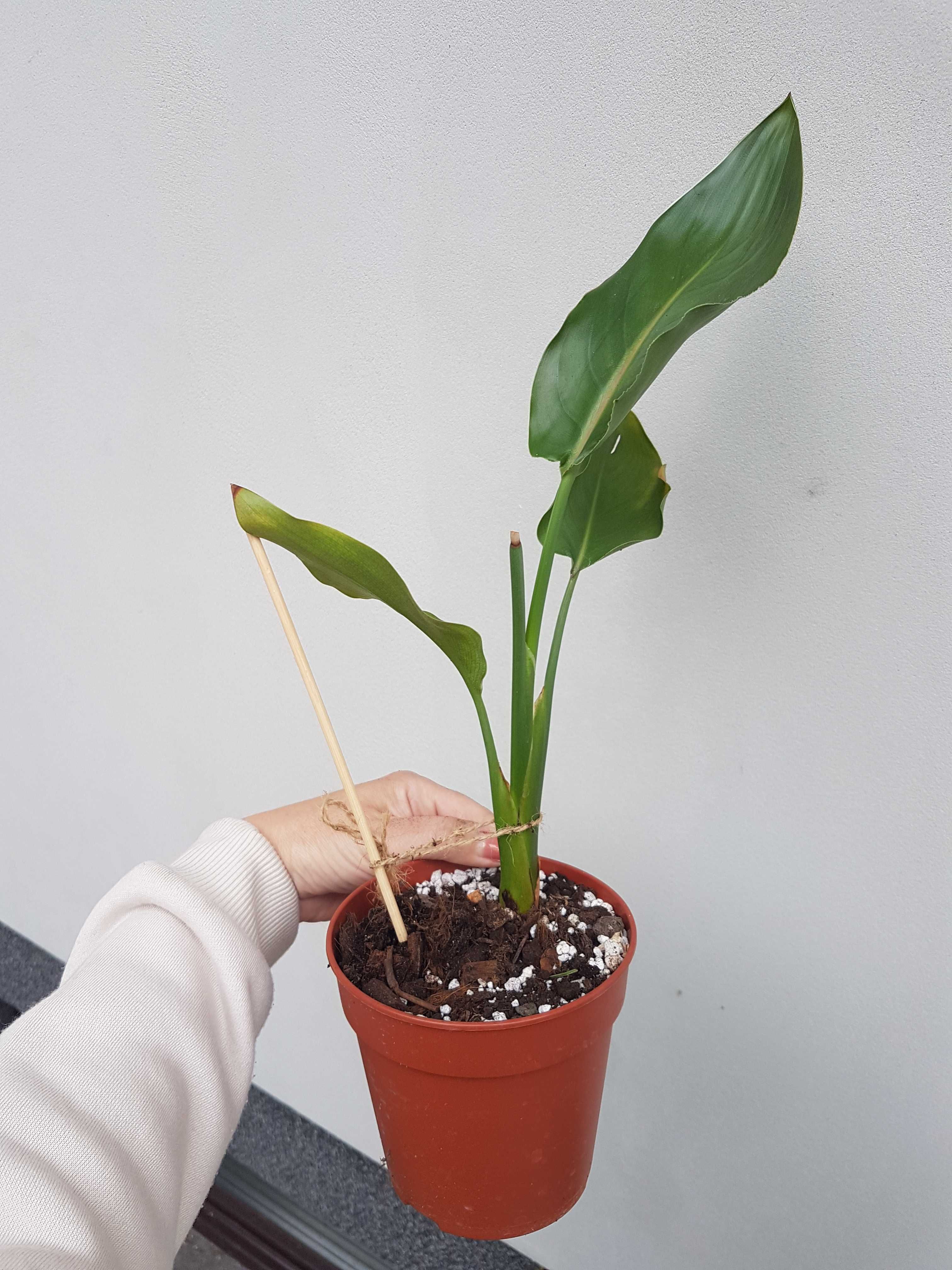 Strelicja reginae