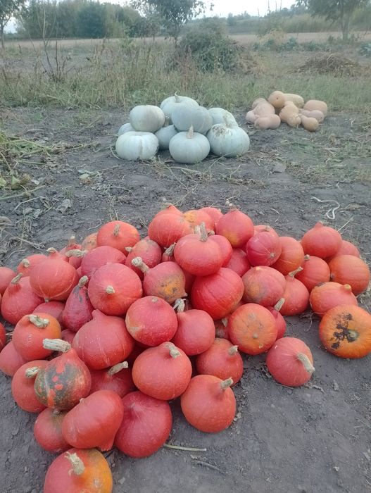 Гарбузи для творчості