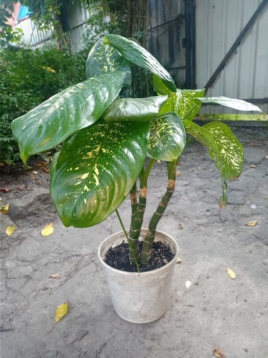 Дефинбафия. Вазон