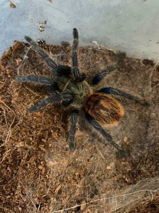 Chromatopelma cyaneopubescens 3-3.5dc