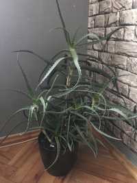 Kwiat doniczkowy aloes drzewiasty