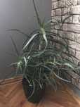 Kwiat doniczkowy aloes drzewiasty