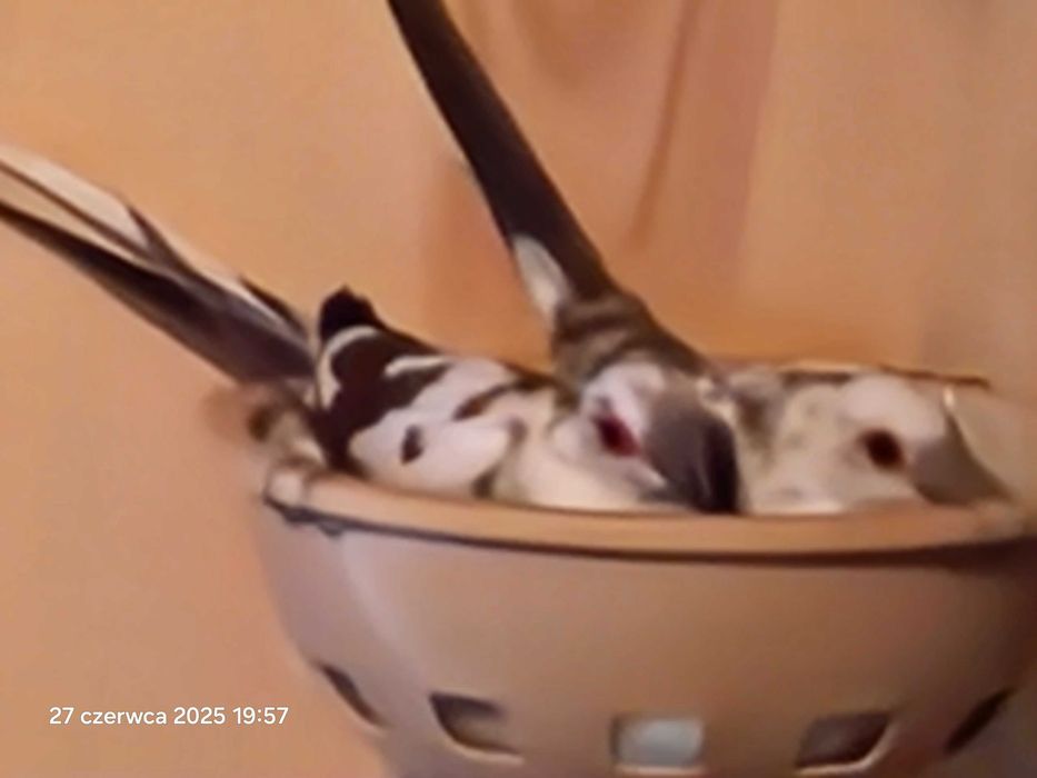 Gołąbki diamentowe