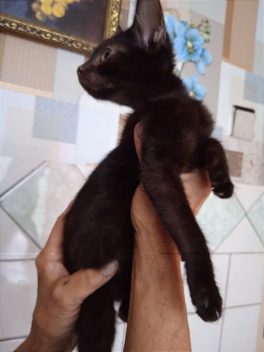 Віддам котиків в добрі руки, 2,5 місяці