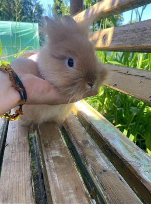 Sprzedam króliczeki karzelki teddy