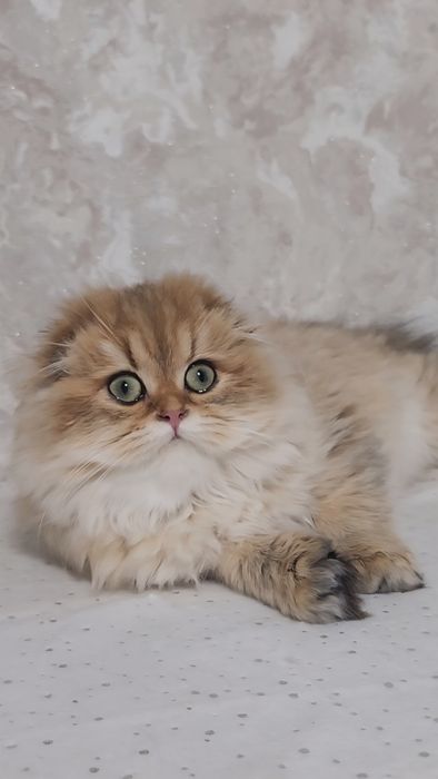 Шотландська дівчинка золота шиншила