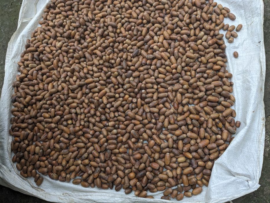 Жолуді дуба звичайного