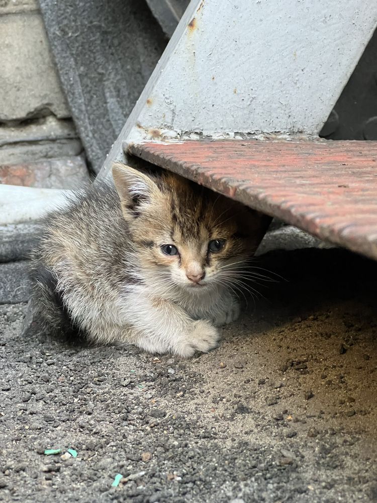 Котенок кошка отдам днепр павлоград