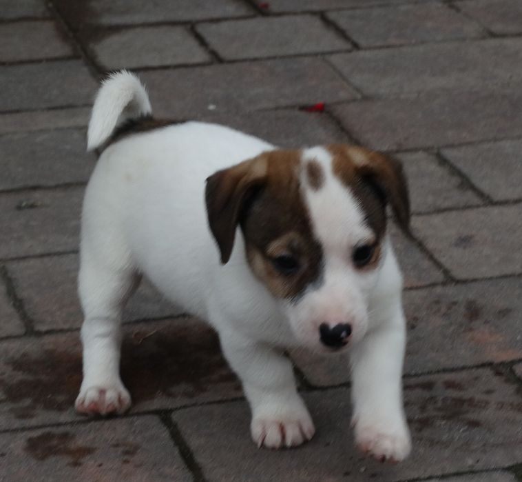 Jack russell Terrier piesek